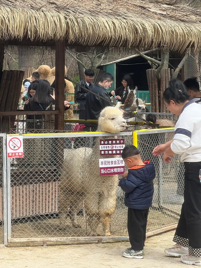 濟南一日遊好去處｜動物園裡有什麼