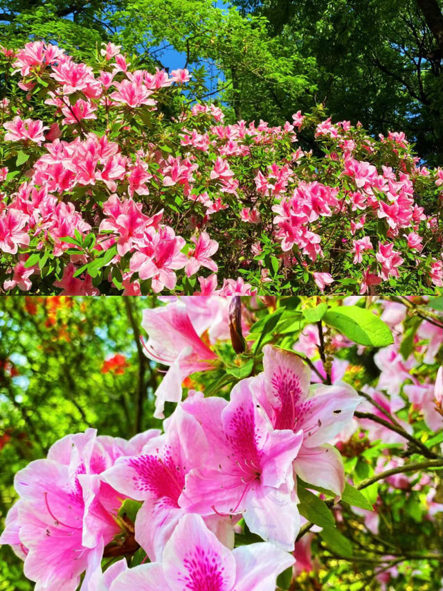 除了流蘇樹，還有更好看的杜鵑花，你確定不來黑龍潭公園？