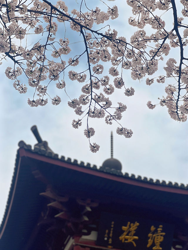 春日宜祈福，還被古寺櫻花雨美翻啦