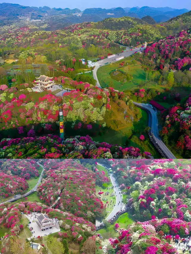 In Guizhou's Bai Li Du Juan, during the sunny March, flowers bloom into a sea