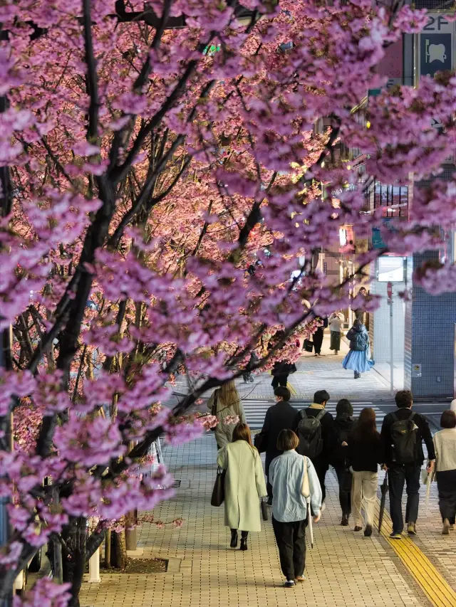 Shibuya's Night: Experience the Unique Charm Amidst the Blooming Cherry Blossoms!