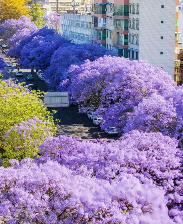 藍花楹開啦屬於西昌四月的浪漫