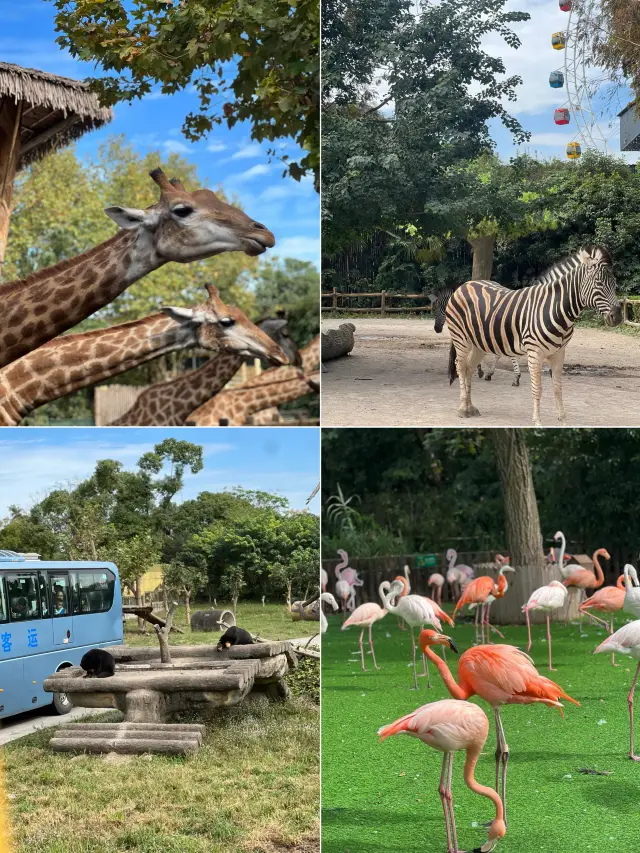 上海周末遛娃好去處野生動物園一日遊攻略