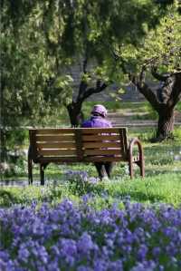 春日夢幻「紫色花毯」，就在這些公園