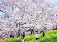 Kumagaya Tsutsumi Amazing Sakura
