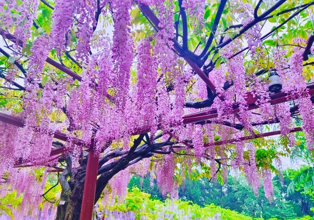 紫色的春天～快來這裡看三色紫藤花瀑布！