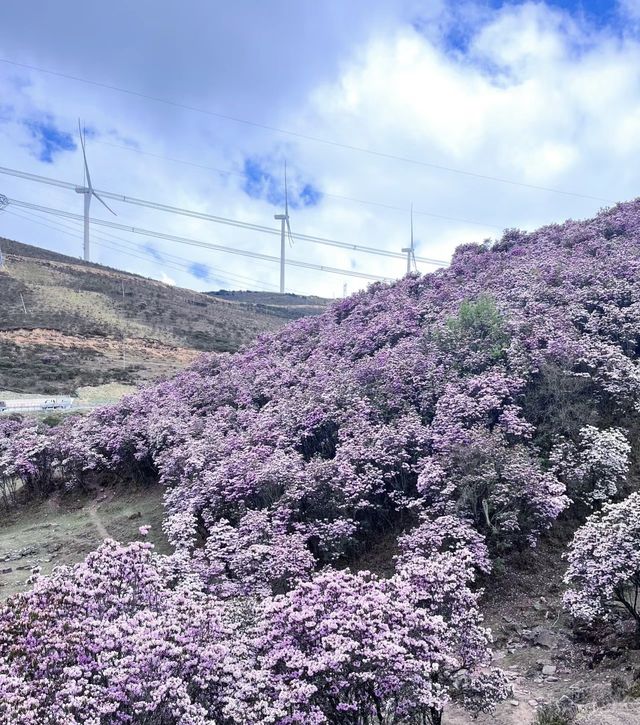 涼山的索瑪花【高山杜鵑】開了！
