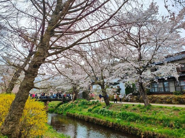 富士山下的櫻花依舊浪漫，你可安好