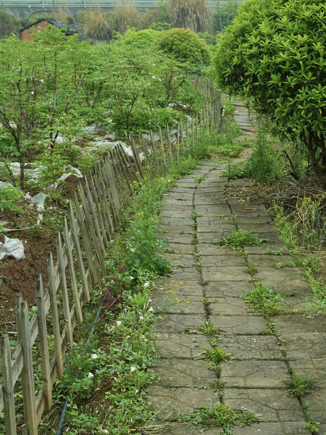 不出遠門過五一，賞花露營遛娃寶藏地