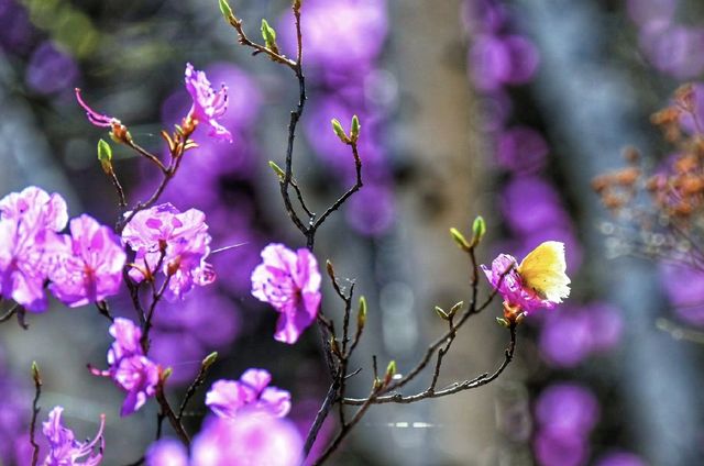 在「罕山父親」的懷抱中怒放：扎魯特的五月鮮花