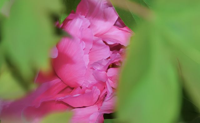 花開時節動塞外：國色天香了300多年的陪嫁牡丹