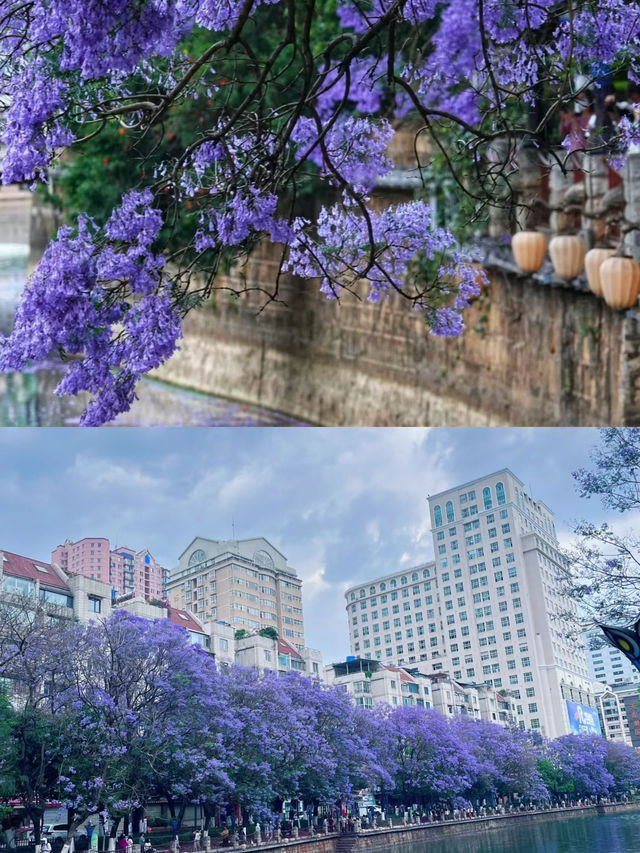 還要去澳洲？夢幻而浪漫的藍花楹國內就有！