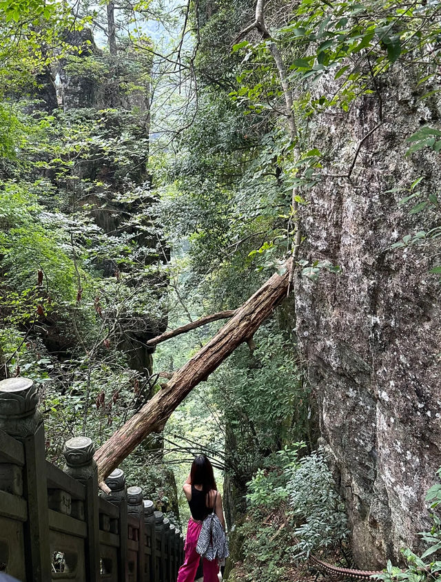 森林療癒 西天目山的3天2夜