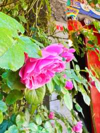 北京｜薔薇的季節，去胡同邂逅浪漫吧