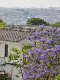 大理藍花楹｜小眾秘境召喚，旅拍好地方！