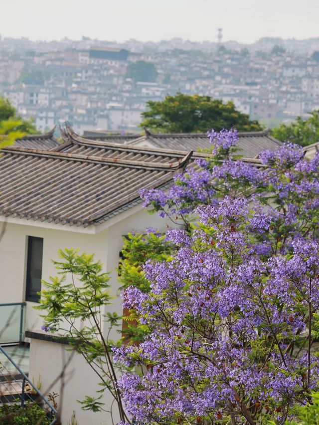 大理藍花楹｜小眾秘境召喚，旅拍好地方！