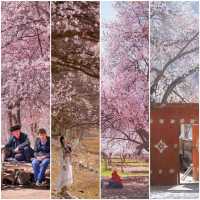 南疆的浪漫從帕米爾高原杏花漫天紛飛開始。