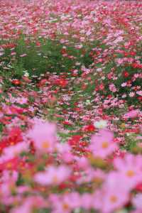 杭州花海 →來銅鑑湖看一場花海落日吧
