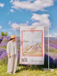 美哭了 夏日伊犁薰衣草山坡已花開成海 賞花徒步攻略