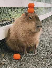 準考證別丟｜想來動物園高考門票福利來了