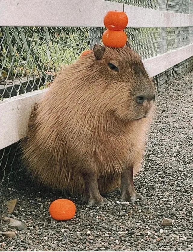 準考證別丟｜想來動物園高考門票福利來了