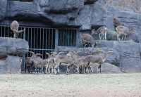 蘭州野生動物園旅遊攻略 🐒✨ 探秘自然，親近萌寵的絕佳去處！