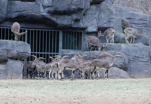 蘭州野生動物園旅遊攻略 🐒✨ 探秘自然，親近萌寵的絕佳去處！