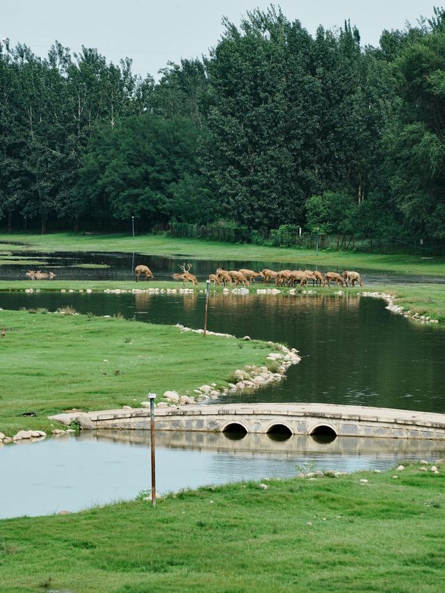 北京｜南海子公園再見成群麋鹿依然震撼