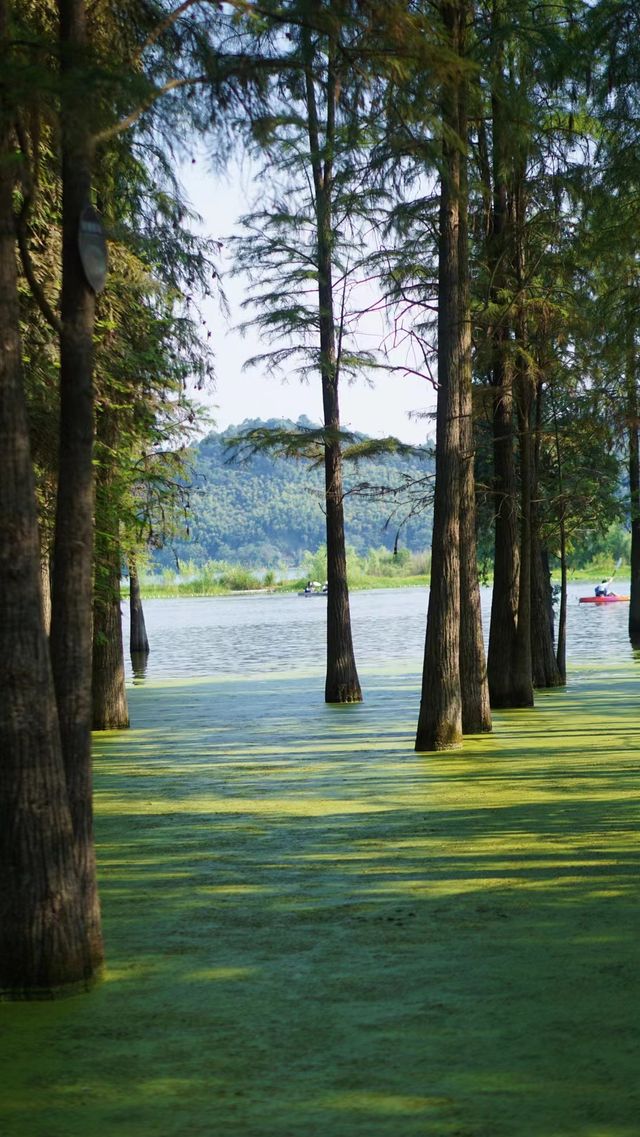 探索紅樹林,暢享自然之美! 探索紅樹林,暢享自然之美!