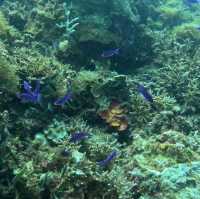 Under the sea at Doljo Beach