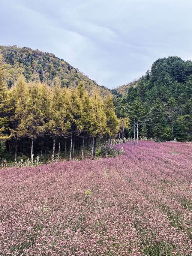 人生是狂野，而非軌道。