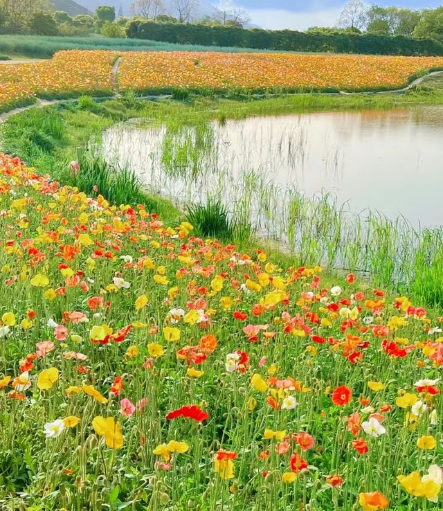 杭州徑山花海 | 邂逅浪漫花事。
