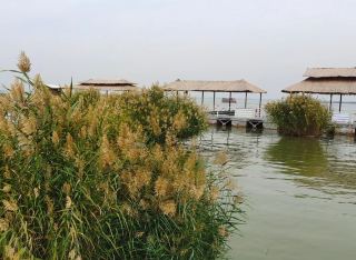寧夏沙湖鳥國。