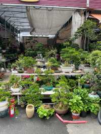 坪洲花市‖逛完花市來特產店買點。