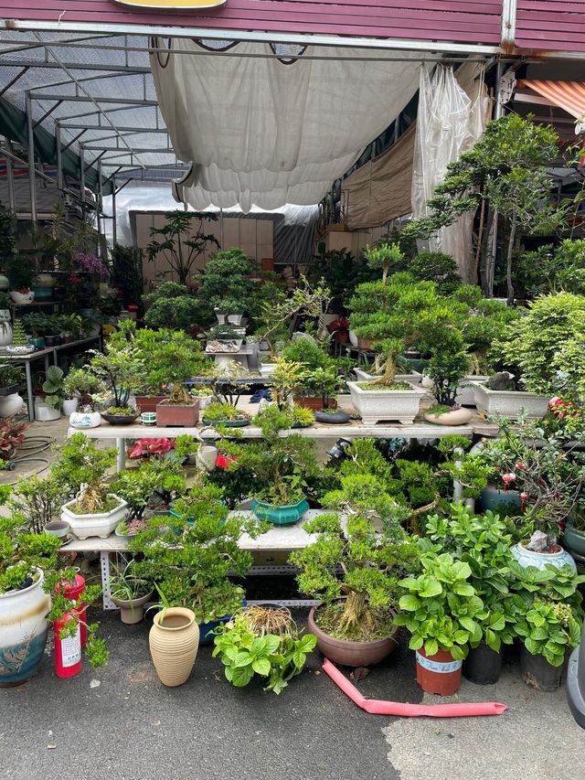坪洲花市‖逛完花市來特產店買點。