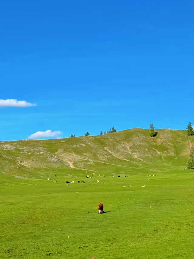 Xinjiang | Encounter endless grasslands.