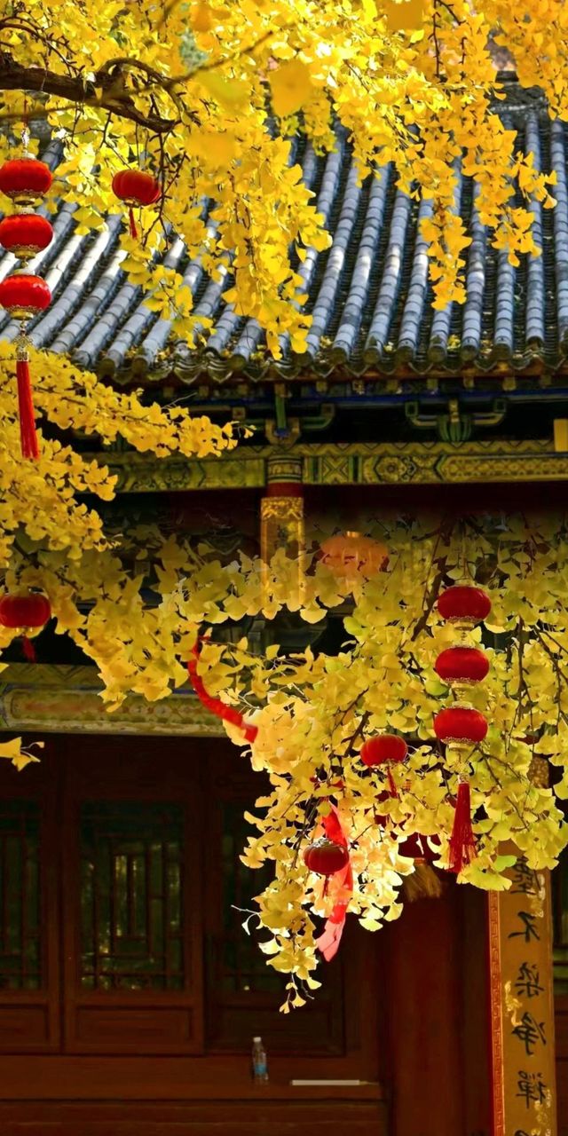 鄭州少林寺 | 千年古剎的傳奇之旅。