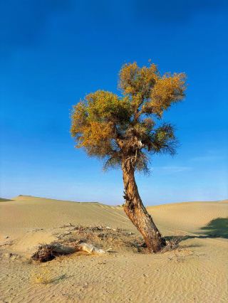 Desert Oasis: The Unique Ecological Charm of the Taklamakan Desert