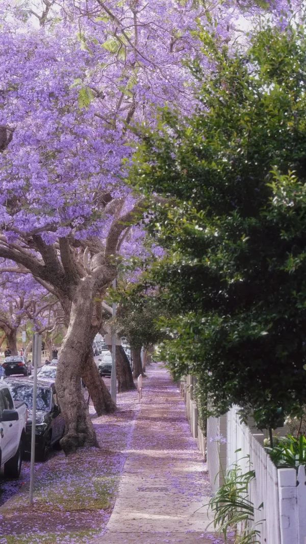 Discover a Hidden Jacaranda Tree in Kirribilli, Sydney