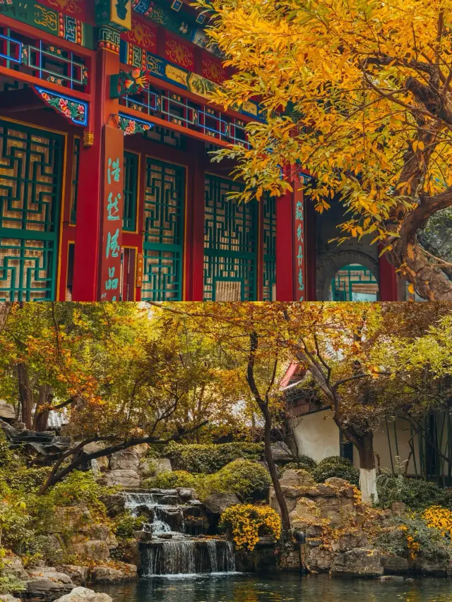 老舍沒騙我｜趵突泉秋色｜真的太美了。