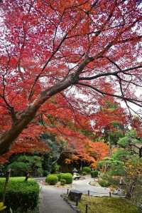 Nagoya's Higashiyama Zoo Offers Stunning Autumn Foliage