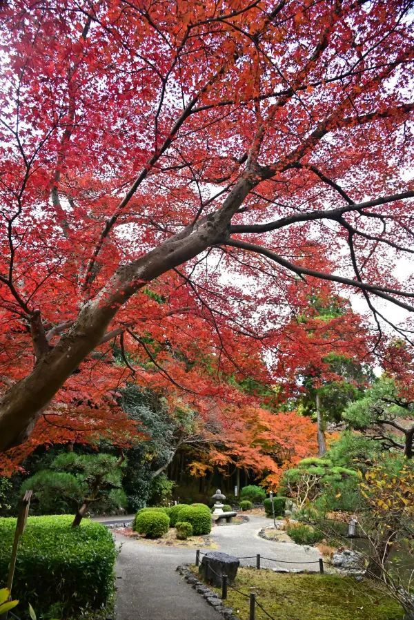 Nagoya's Higashiyama Zoo Offers Stunning Autumn Foliage