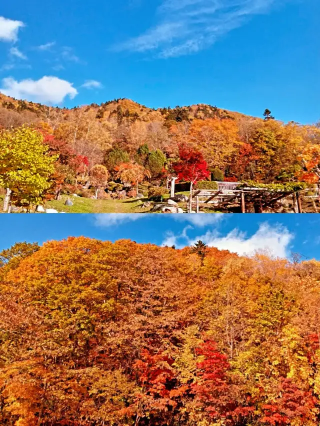 札幌賞楓圖鑑：豐平峽溫泉。