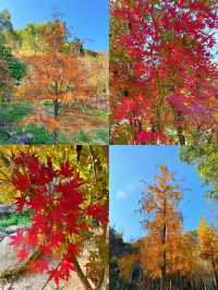 濟南紅葉谷｜為了一片葉，去赴一座山。