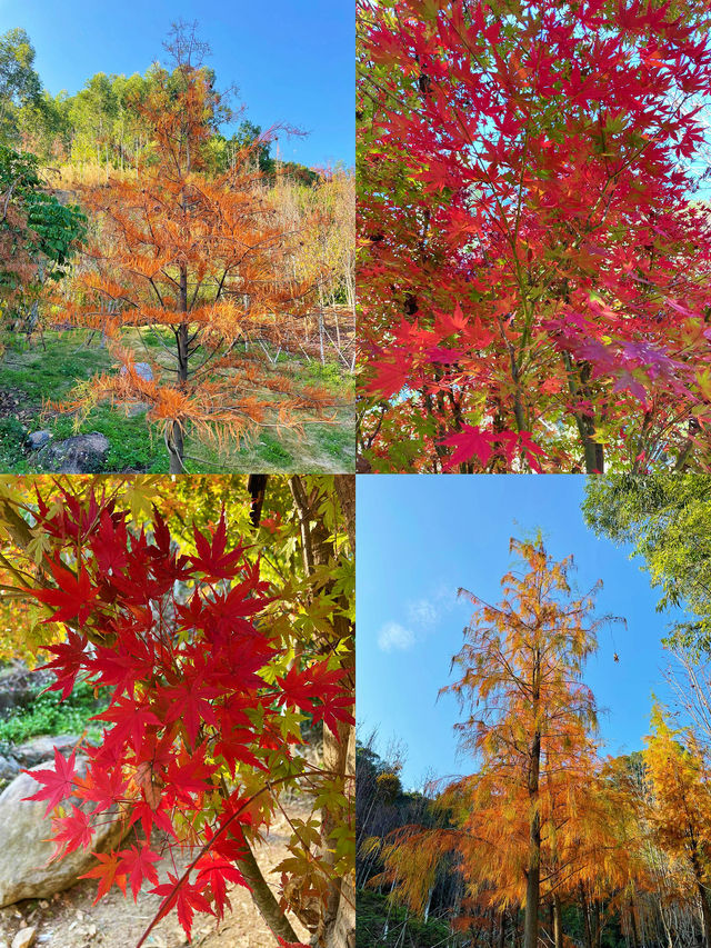 濟南紅葉谷｜為了一片葉，去赴一座山。