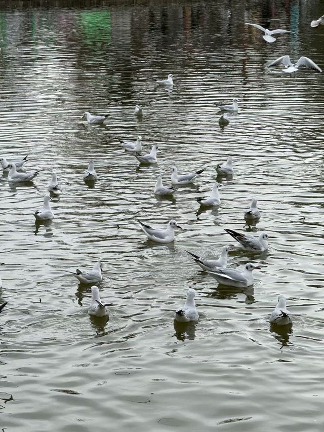 昆明風光|翠湖公園的秋。