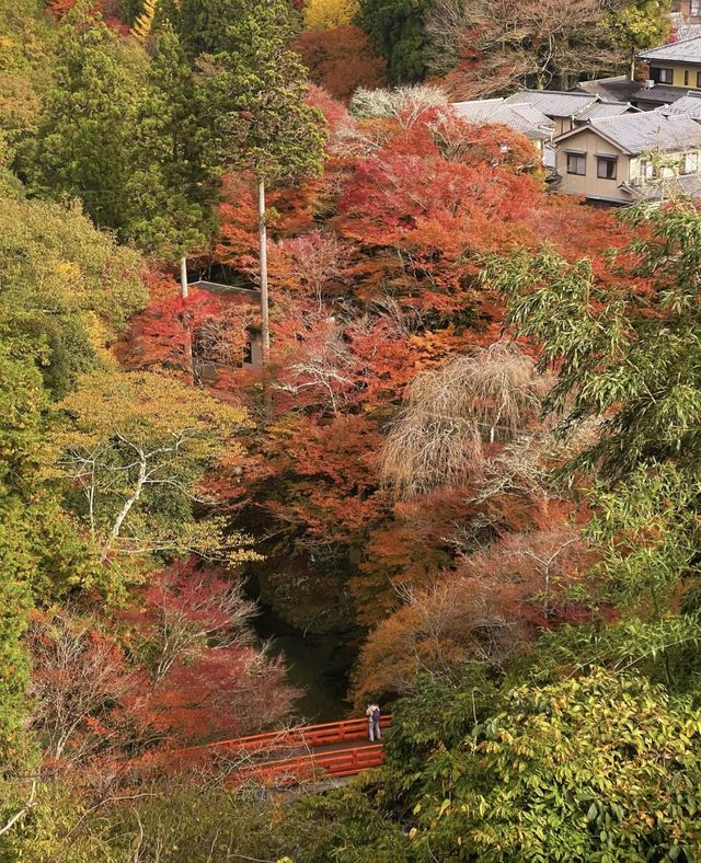 11.24京都高雄紅葉吊橋。京都·高雄