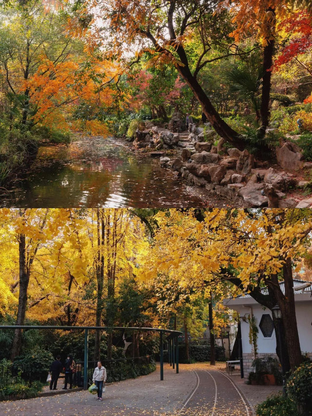 上海市區這個秋日公園，即將美到封神！！