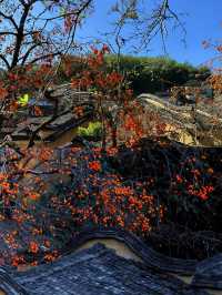 屏南四坪村·山間一抹醉人的「柿」情畫意