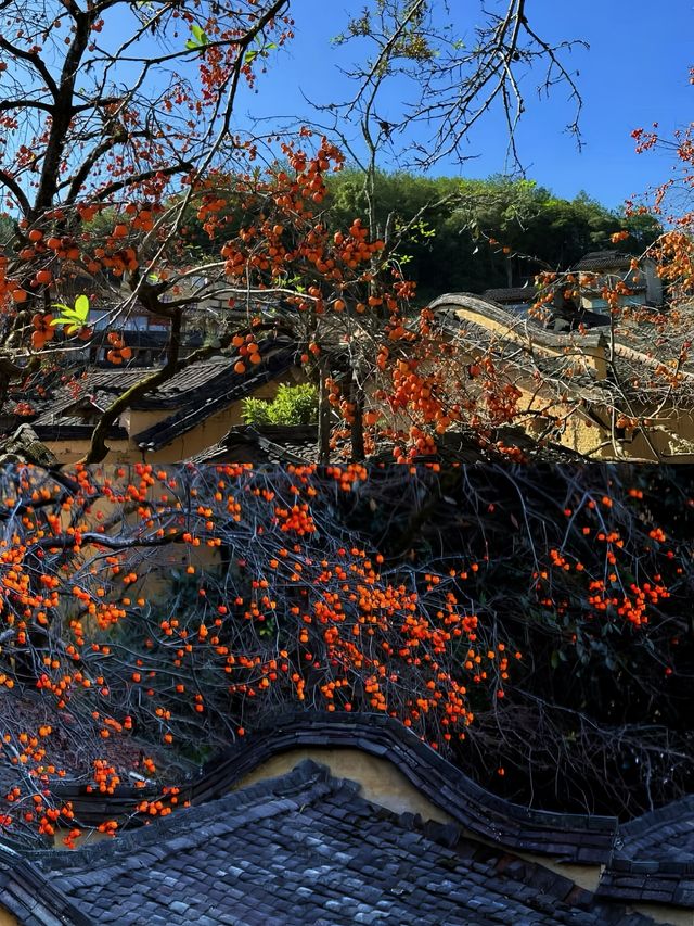 屏南四坪村·山間一抹醉人的「柿」情畫意 屏南四坪村·山間一抹醉人的「柿」情畫意